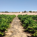 Weinberg von Bar Giyora in der Wüste Negev