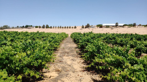 Bar Giyora - Simeon desert wine